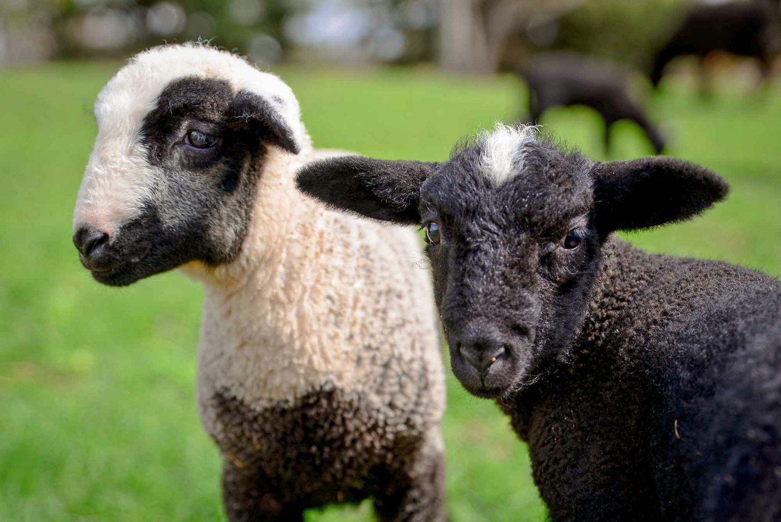 Diana says, "With a variety of colors and soft fleece that is easy to spin, knit, or weave, these sheep are a fiber artist’s dream."