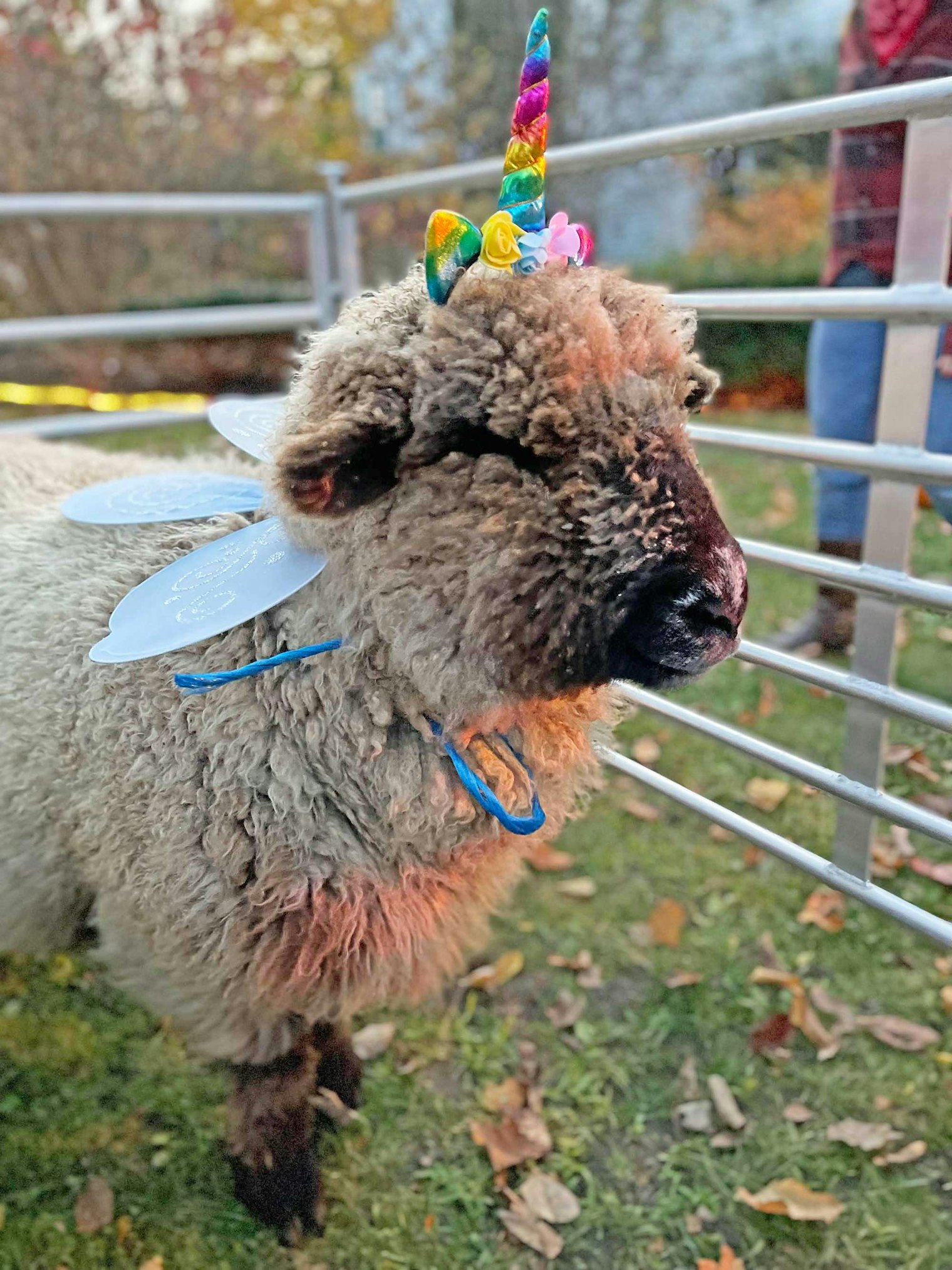 Esme was a unicorn for the Halloween Parade.