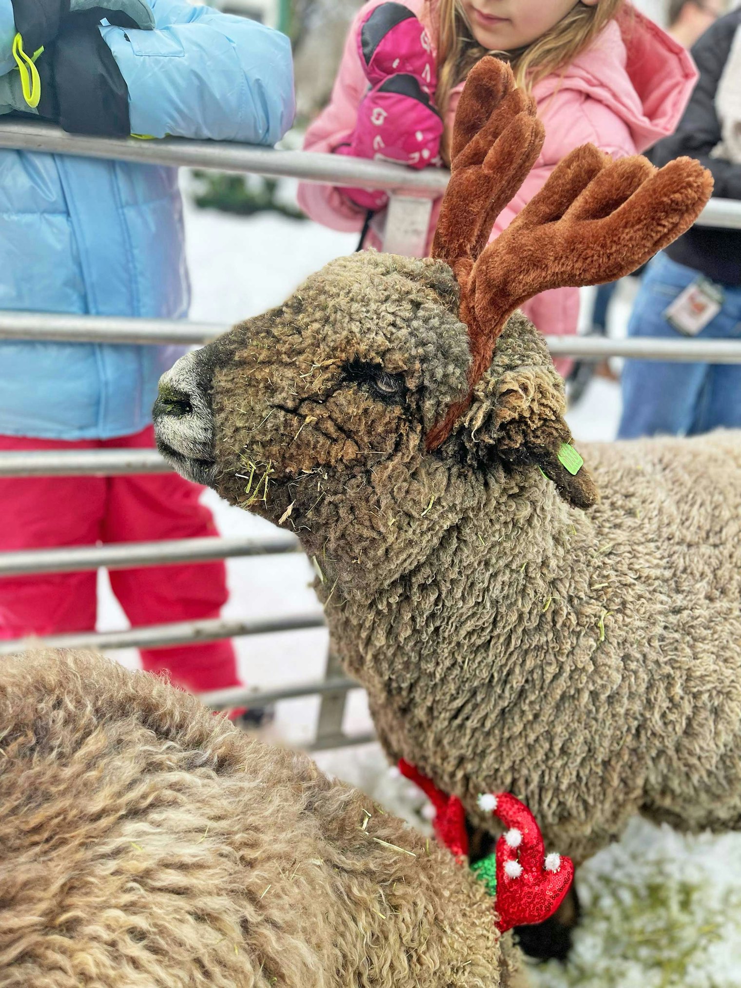Hazel stands in for Santa’s reindeer at Stockbridge’s Norman Rockwell Christmas weekend.