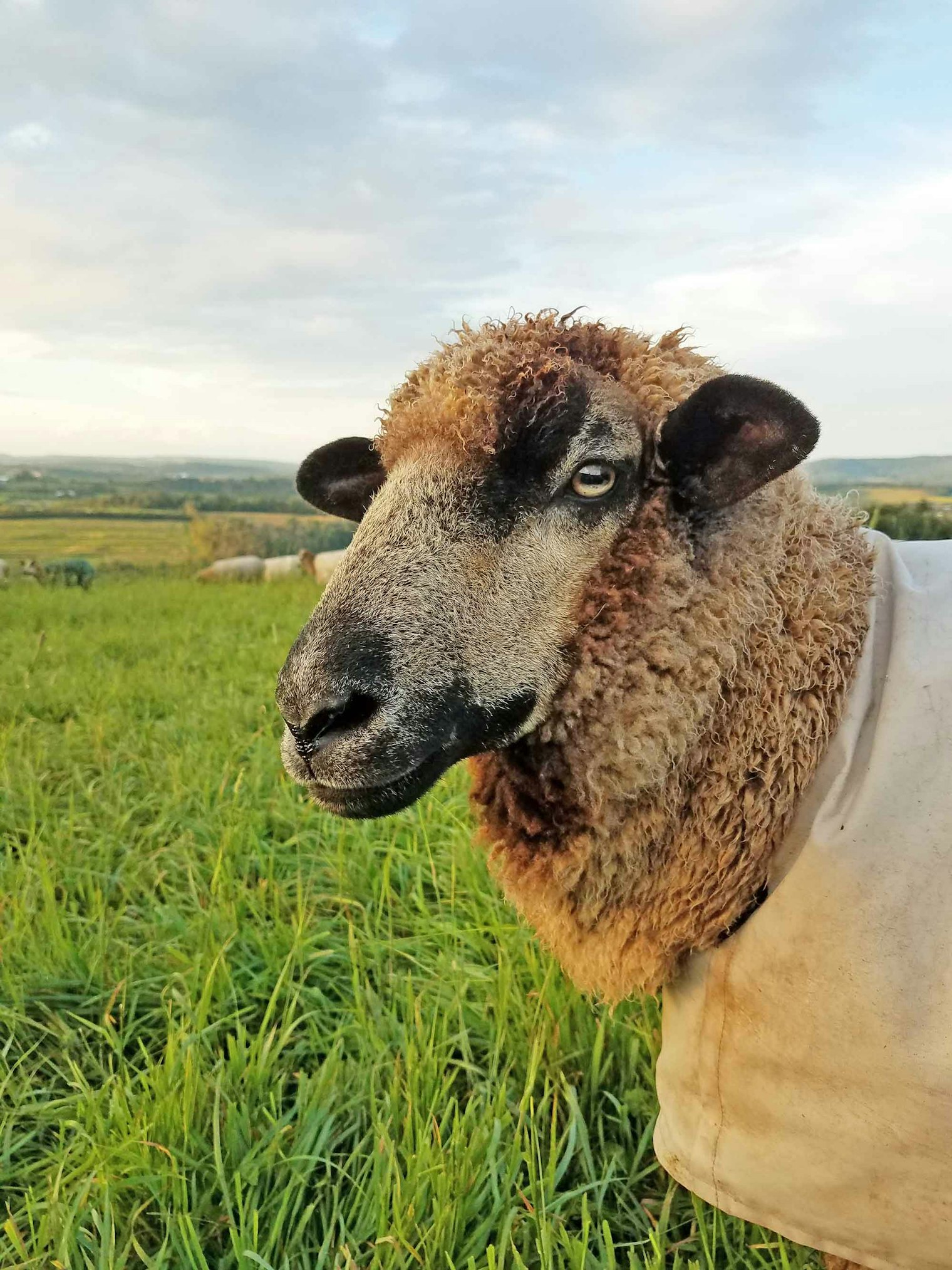 Mae has a light-brown fleece.