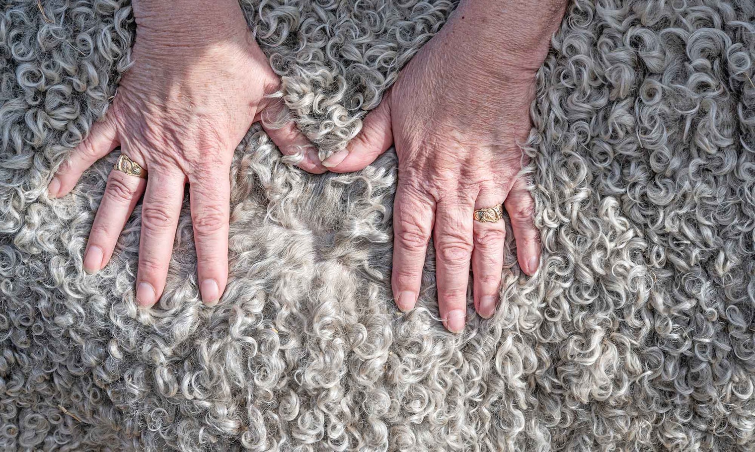 Mohair fleece from an Angora goat. The Edwards Plateau, which includes Kerrville, was once the world leader in mohair producers—and is still the largest producer in the US.