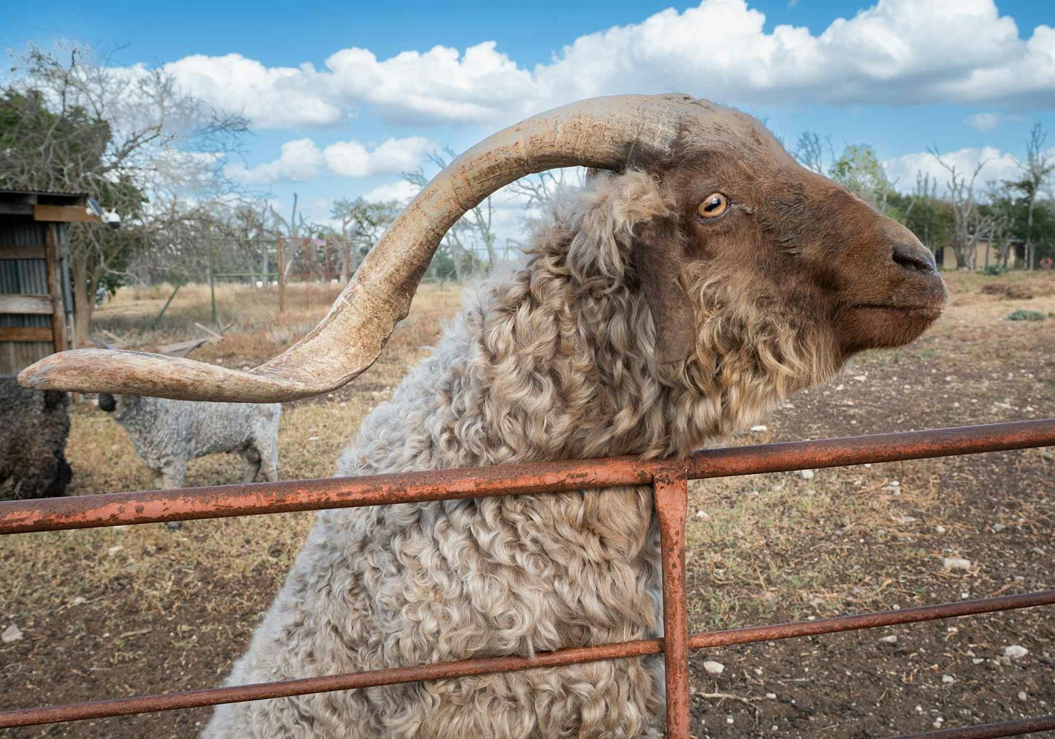 A colored Angora goat at South Texas Colored Angoras Ranch, owned by Tracy and Pat Ross. The couple are nationally recognized breeders and show judges, and are continuing the Kerrville area tradtion of mohair production. While they are known for their colored Angoras, they must keep white Angoras in order to breed the colored combinations.