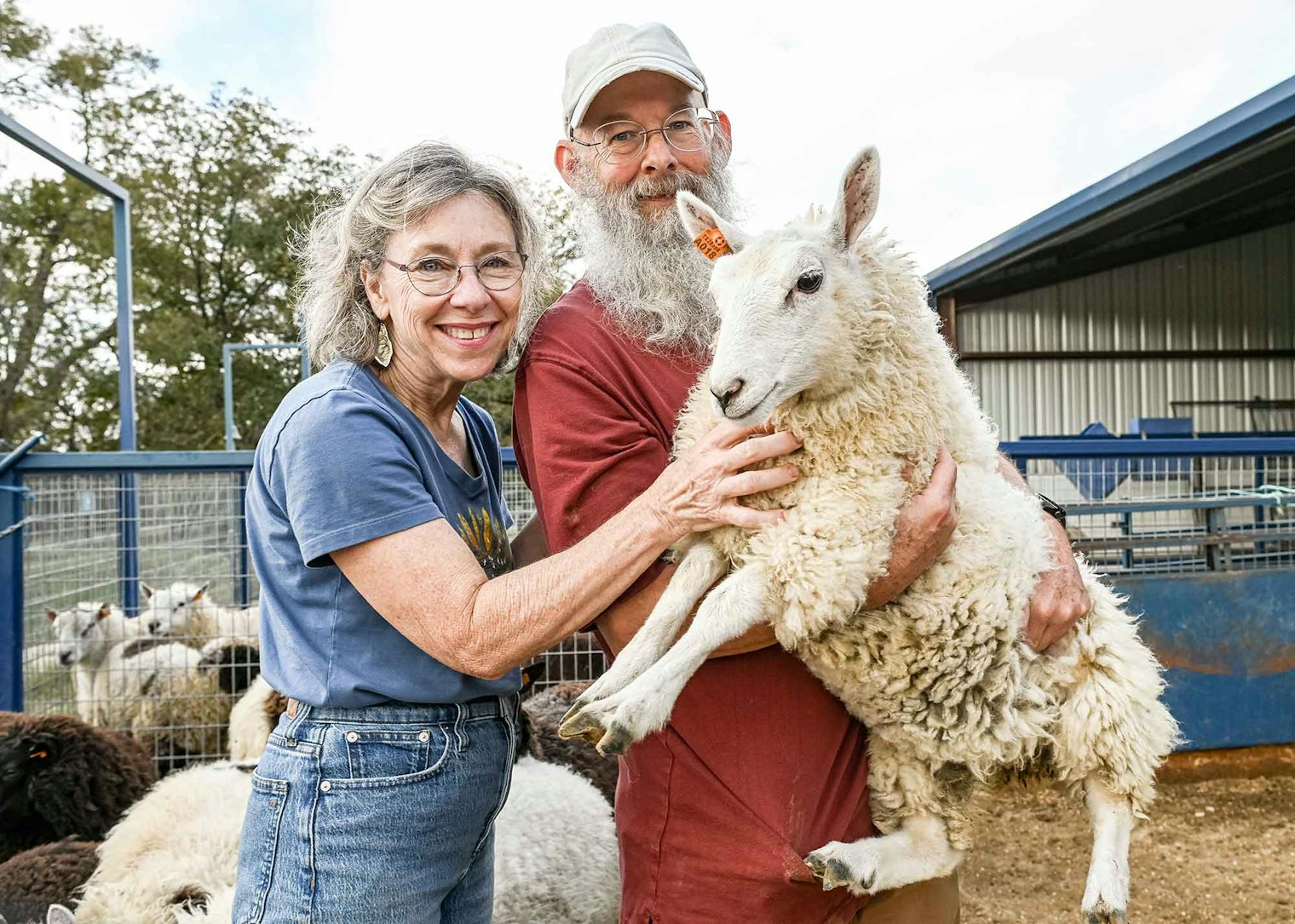 Mary and Don Thorp with a Harliot sheep at their Orchid Hill Farm. They are crossbreeding Harlequin and Cheviot, both miniature breeds, to create Harliot sheep with excellent fleeces, which they will turn into yarn to sell at The Rogue Skein.