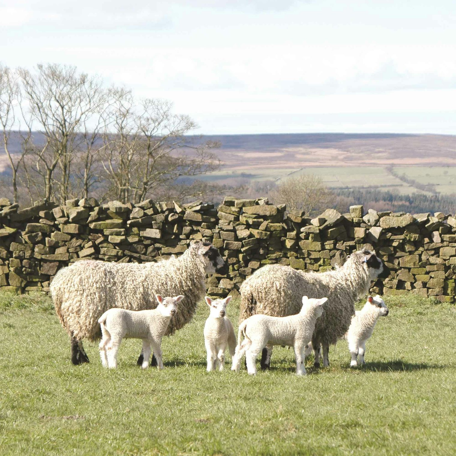 Just like Bluefaced Leicester, the Masham breed produces long, crimped fibers with a lustrous handle.