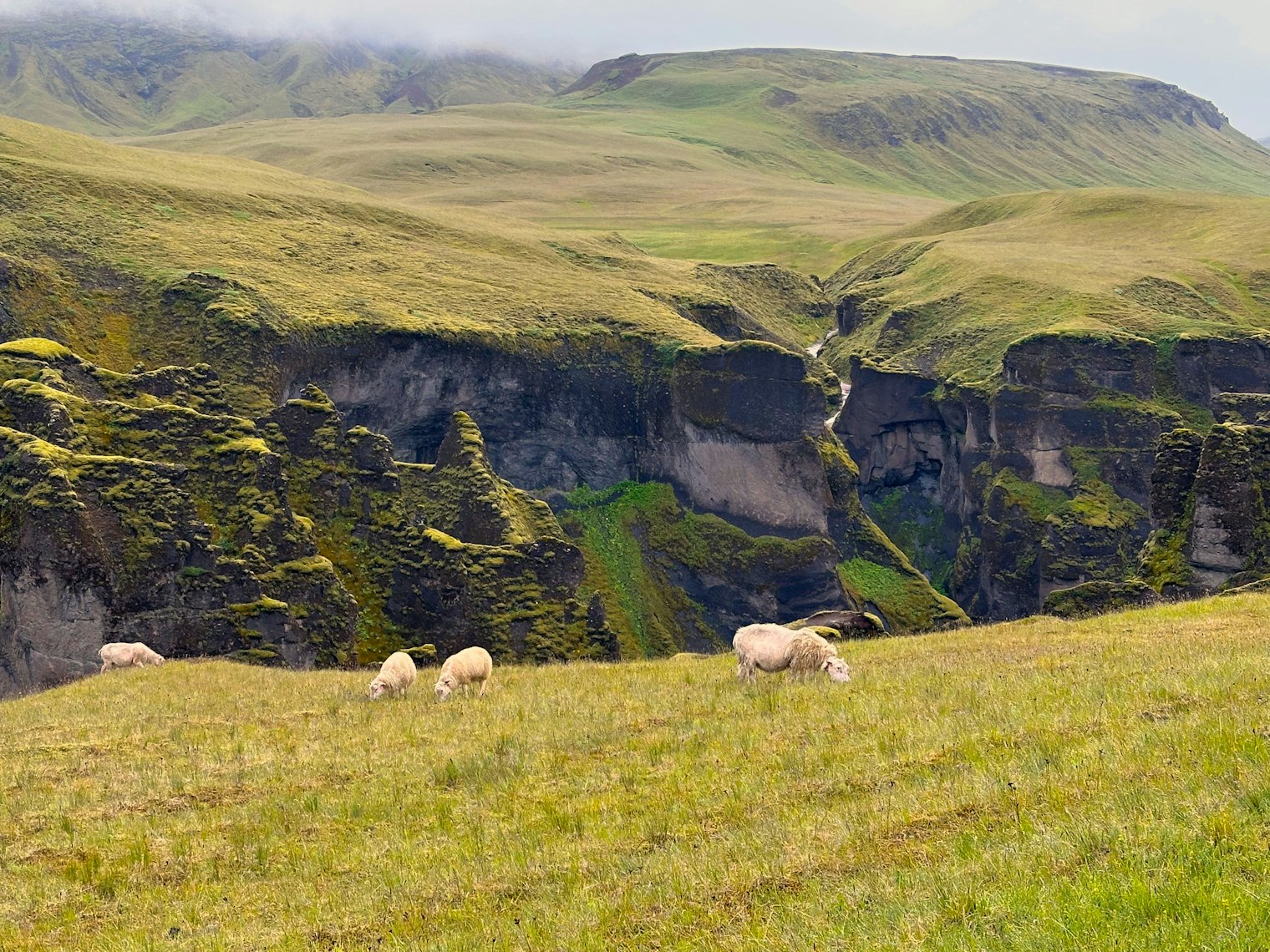 Icelandic sheep graze near the picturesque Fjaðrárgljúfur canyon, as seen from the nearby hiking trail.