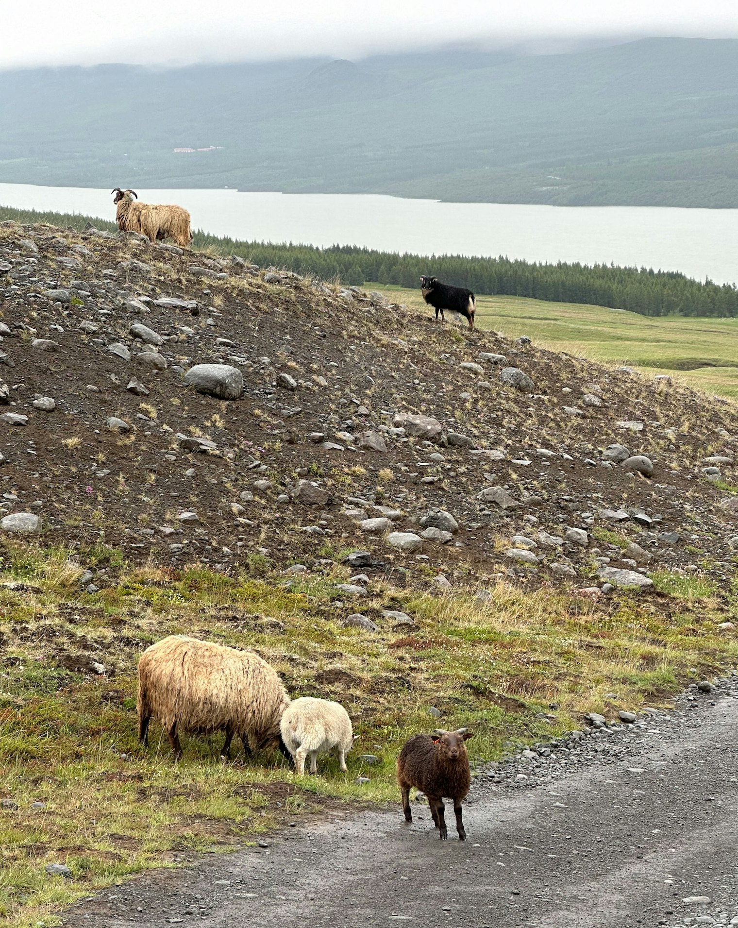 We met a few more sheep as we made our way down from the spectacular Hengifoss waterfall.