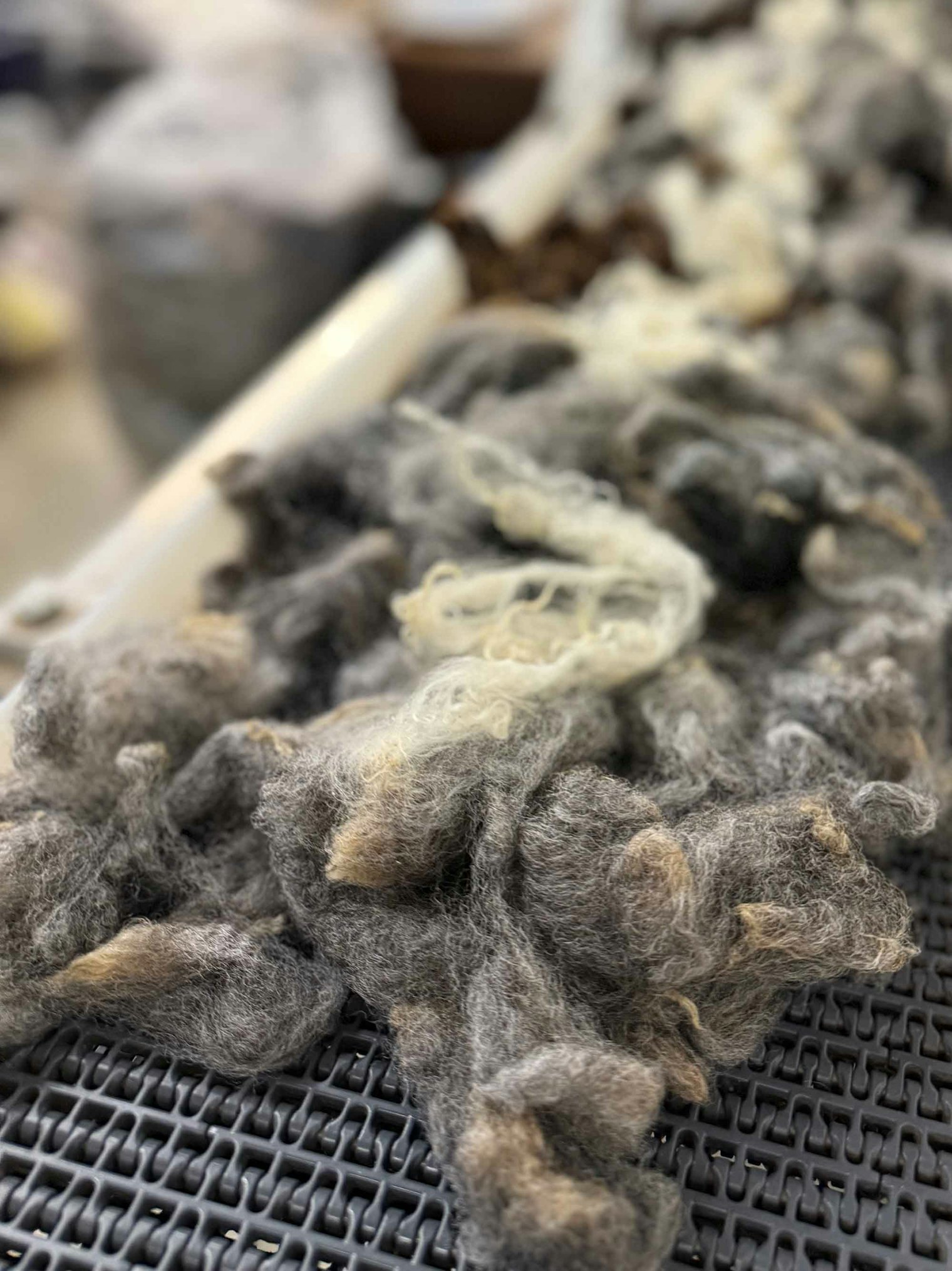 The fleeces are teased open on the picker.
