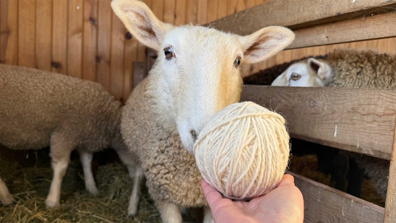 A sheep sniffs a ball of yarn held by an outstretched hand.