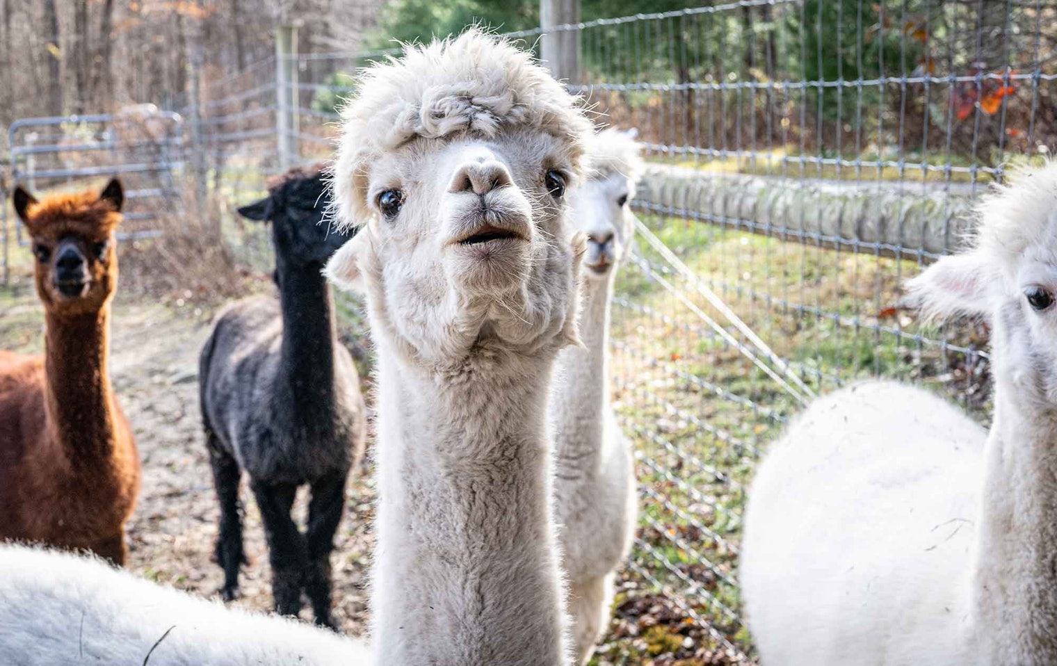 Bill’s alpacas are used to having visitors, so they were not at all shy around our crew.
