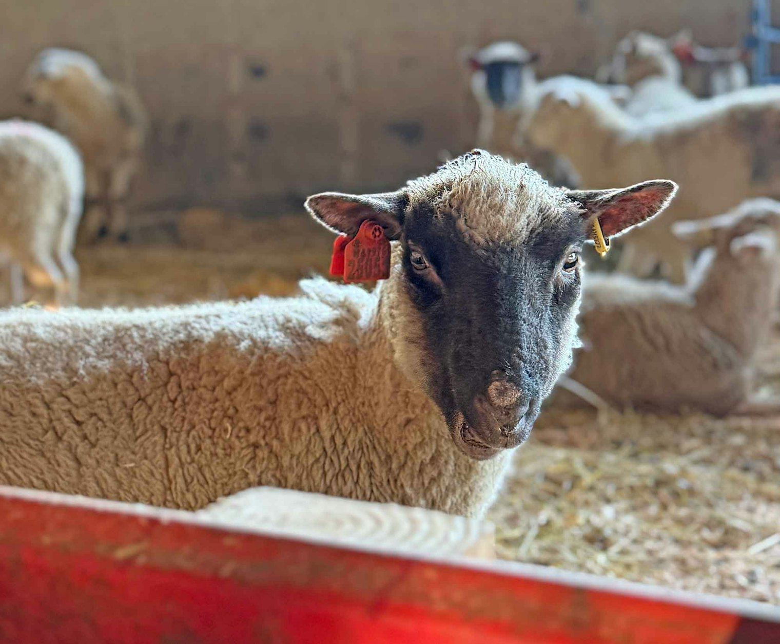 An Avondale ewe stays warm and dry inside the barns at Carnation Farms.