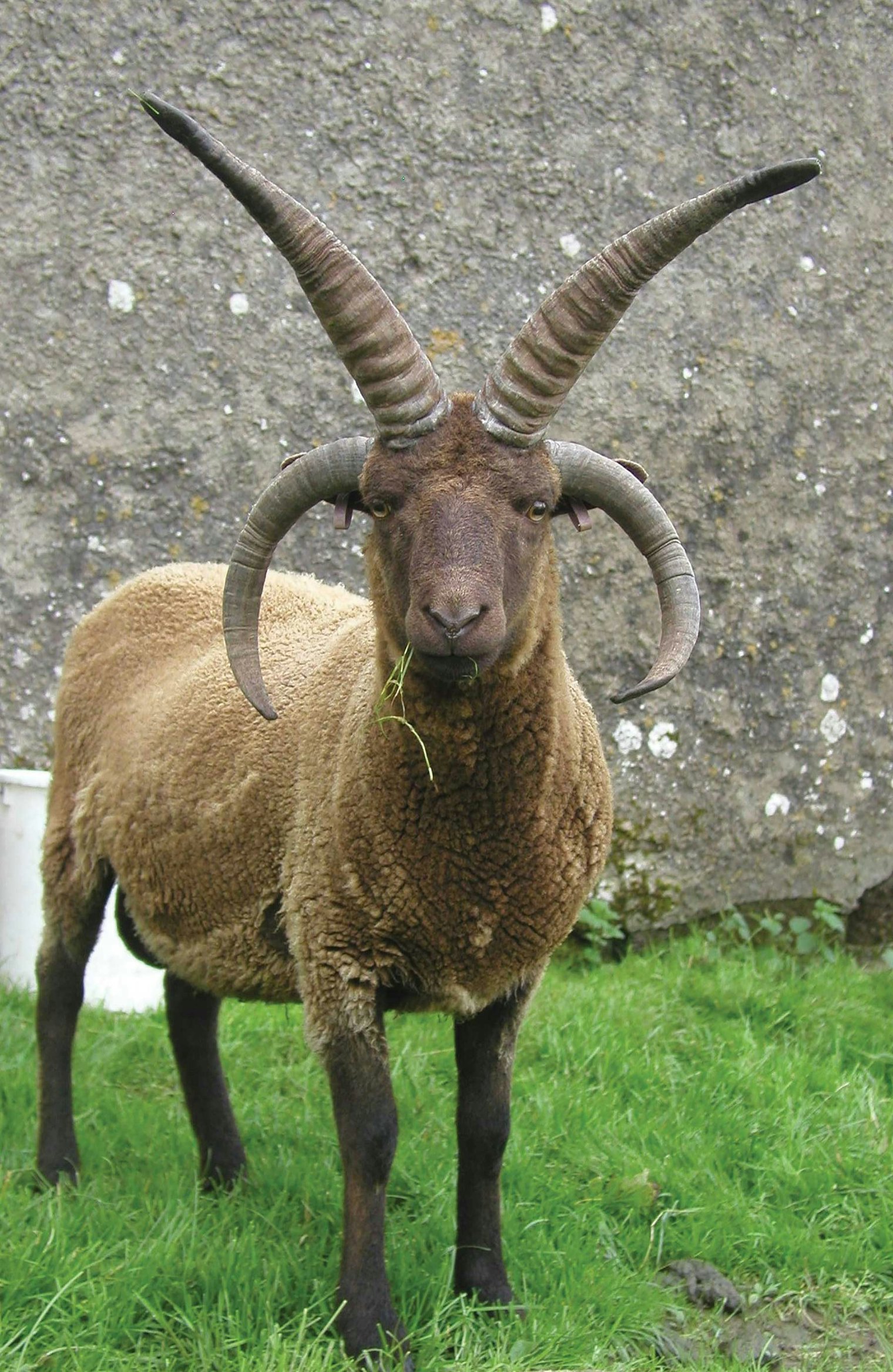 Manx Loaghtan sheep were once nearly extinct. The wool varies from medium tan to near chocolate in color. Photo by Carol Kempson, courtesy of Rare Breeds Survival Trust, rbst.org.uk