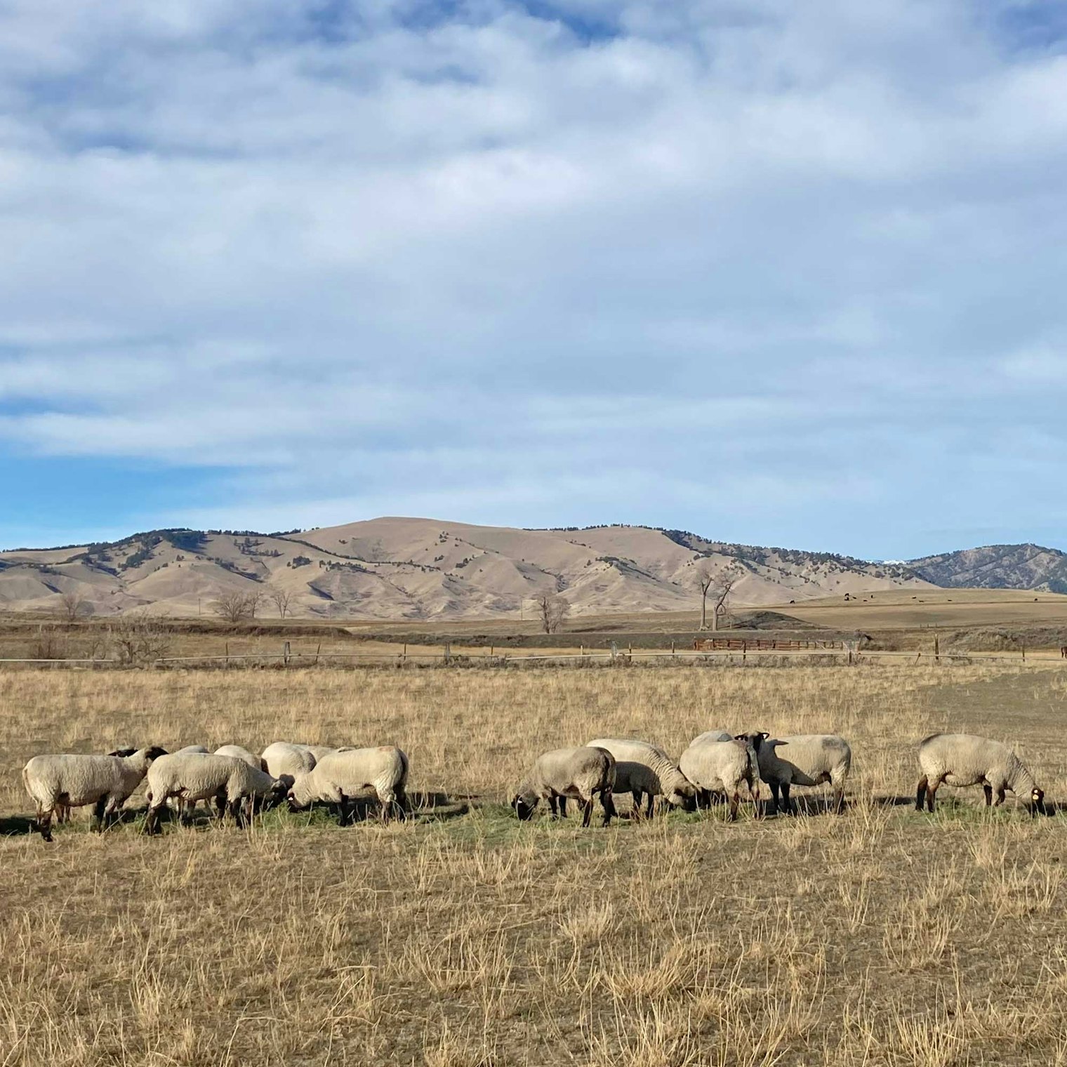 These Suffolks graze in Buffalo, Wyoming. Suffolks are the most common breed in the U.S. but their wool is rarely used. Photo courtesy of Bryce McKenzie of BAM Sheep Co.