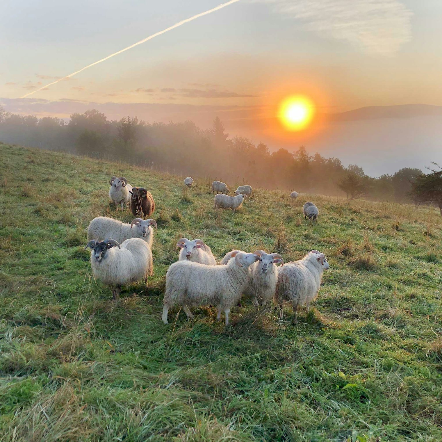 A flock of Icelandic sheep roams the pastures of Knoll Farm, cared for by Helen Whybrow and her partner Peter Forbes. Photo courtesy of Helen Whybrow