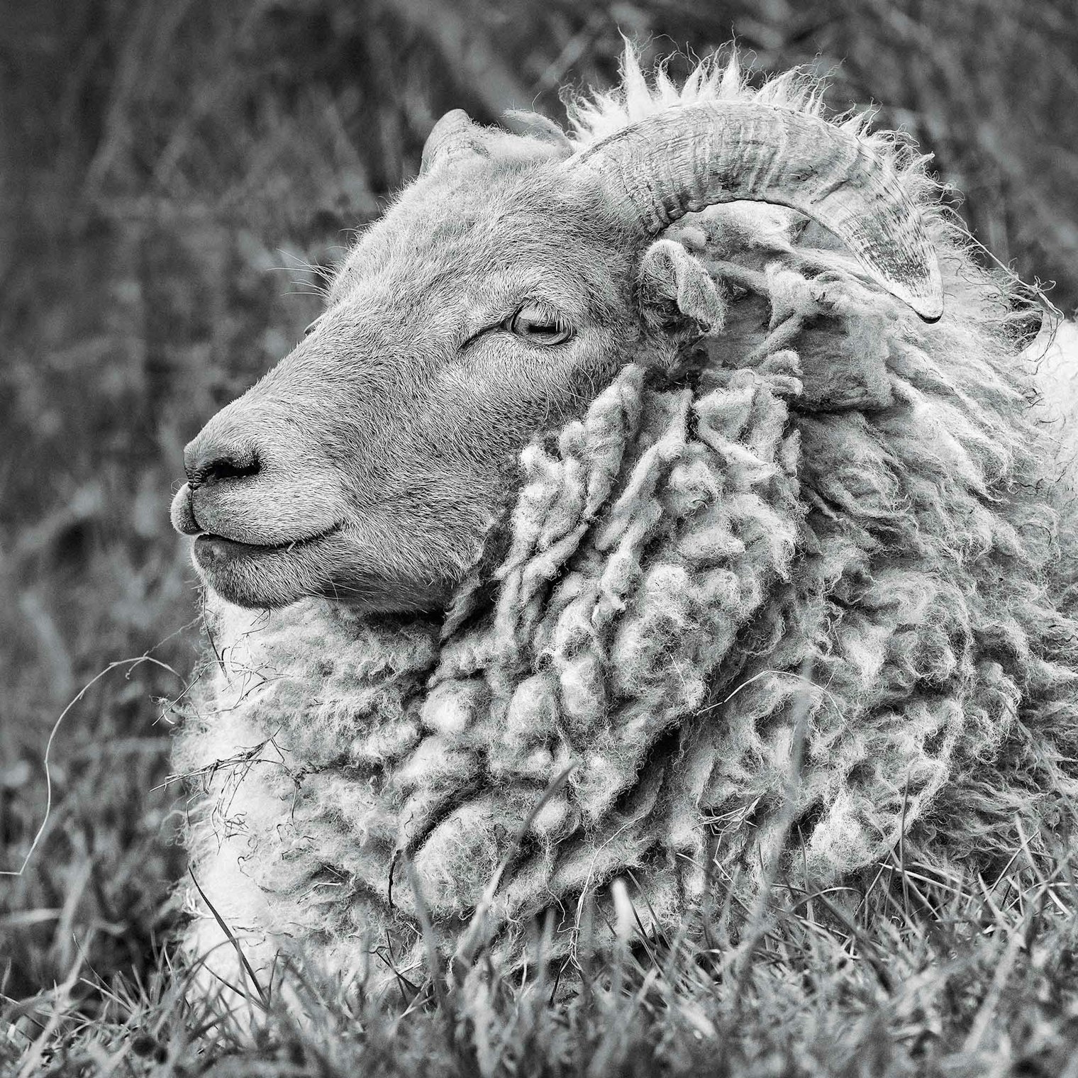 Author of The Wonder of Wool Justine Lee explains “The yarns produced from rare breed sheep are unmatched in terms of beauty, density, durability, and their range of natural colors.” The Portland is small and stoic, with a tan face and light-colored horns. Photo by Tom Lee, courtesy of David & Charles Publishing