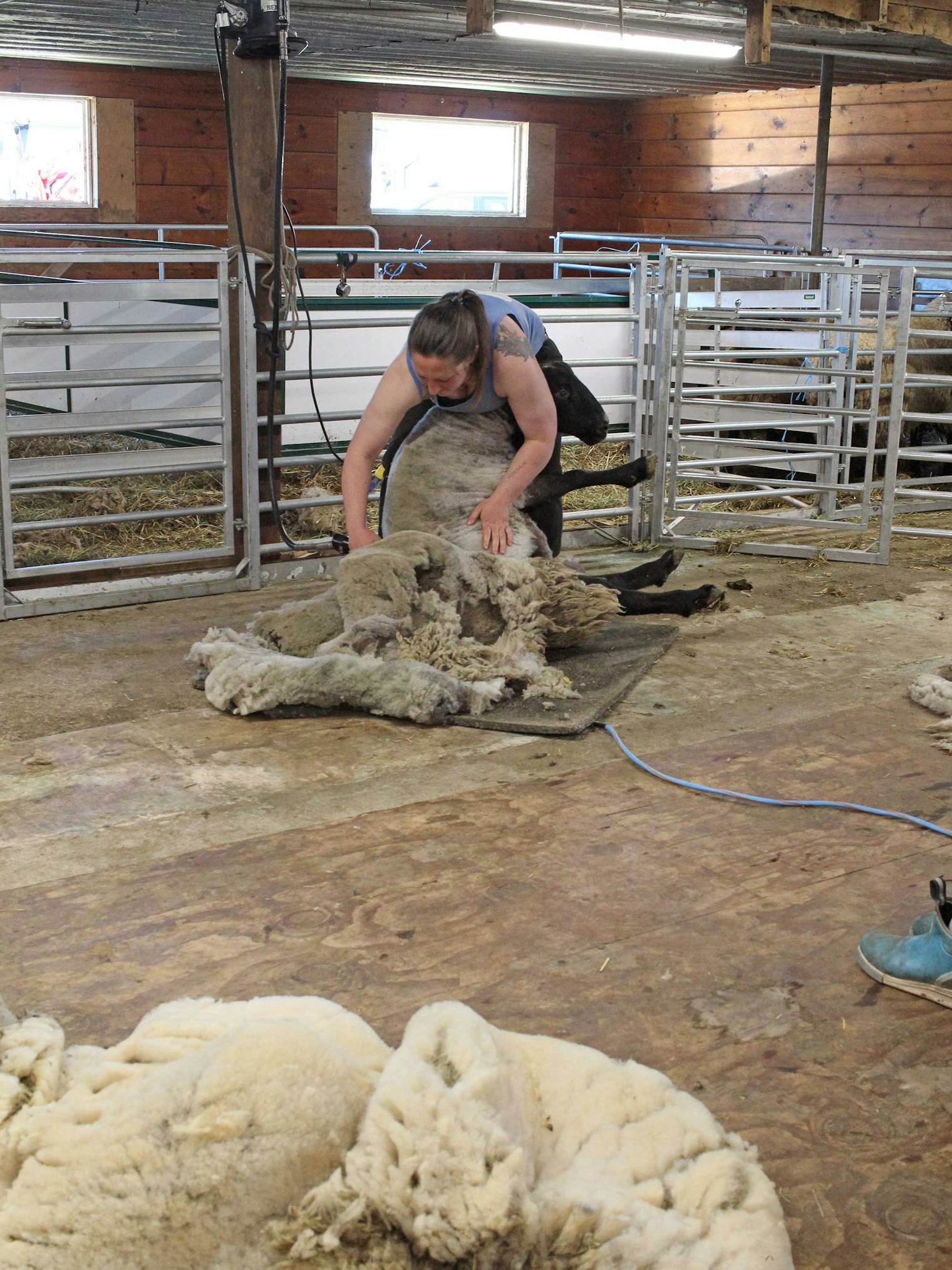 Siri shearing one of the sheep at Sunny Fields Farm.