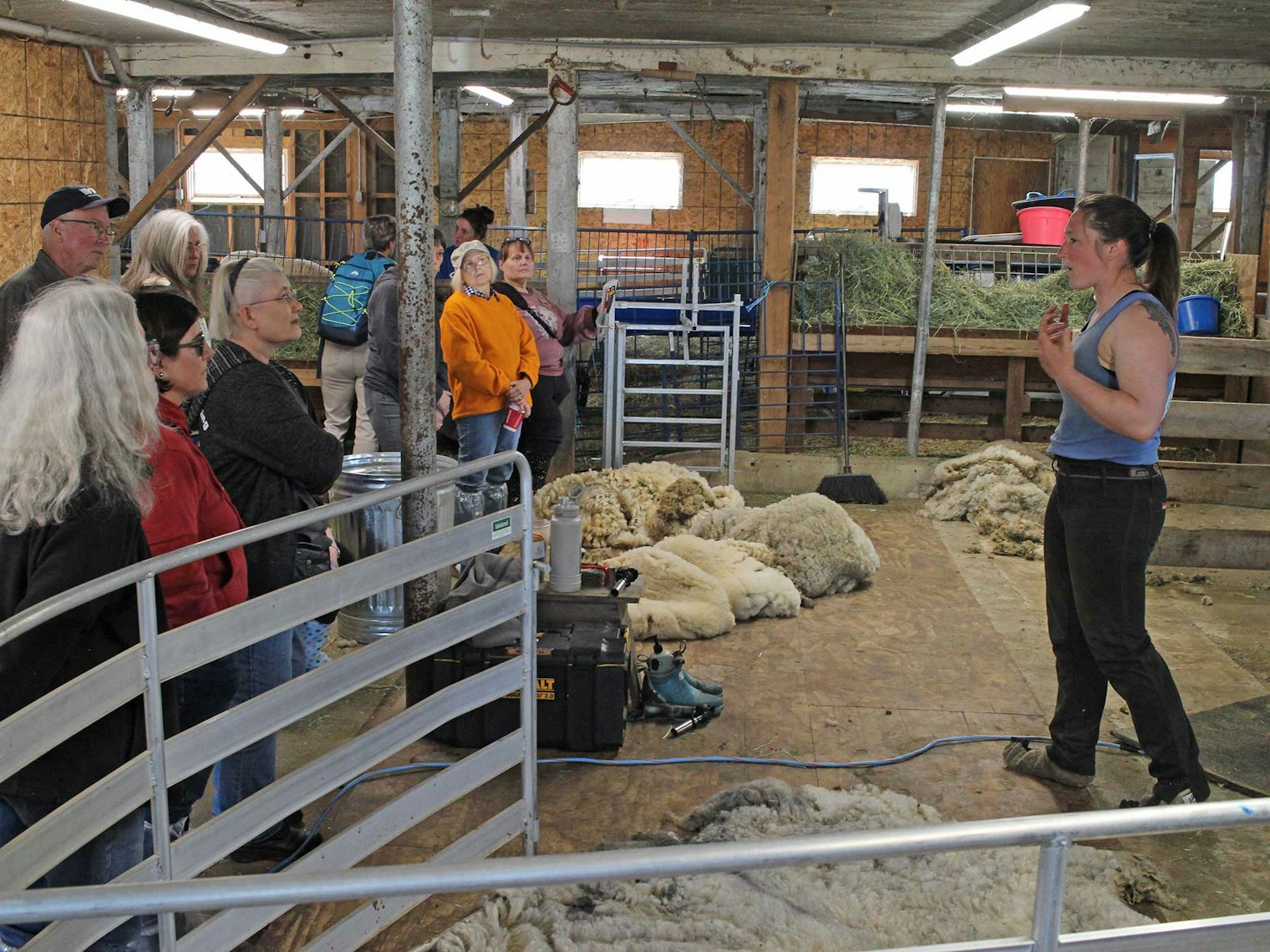 Siri Swanson discusses her job as a shearer.