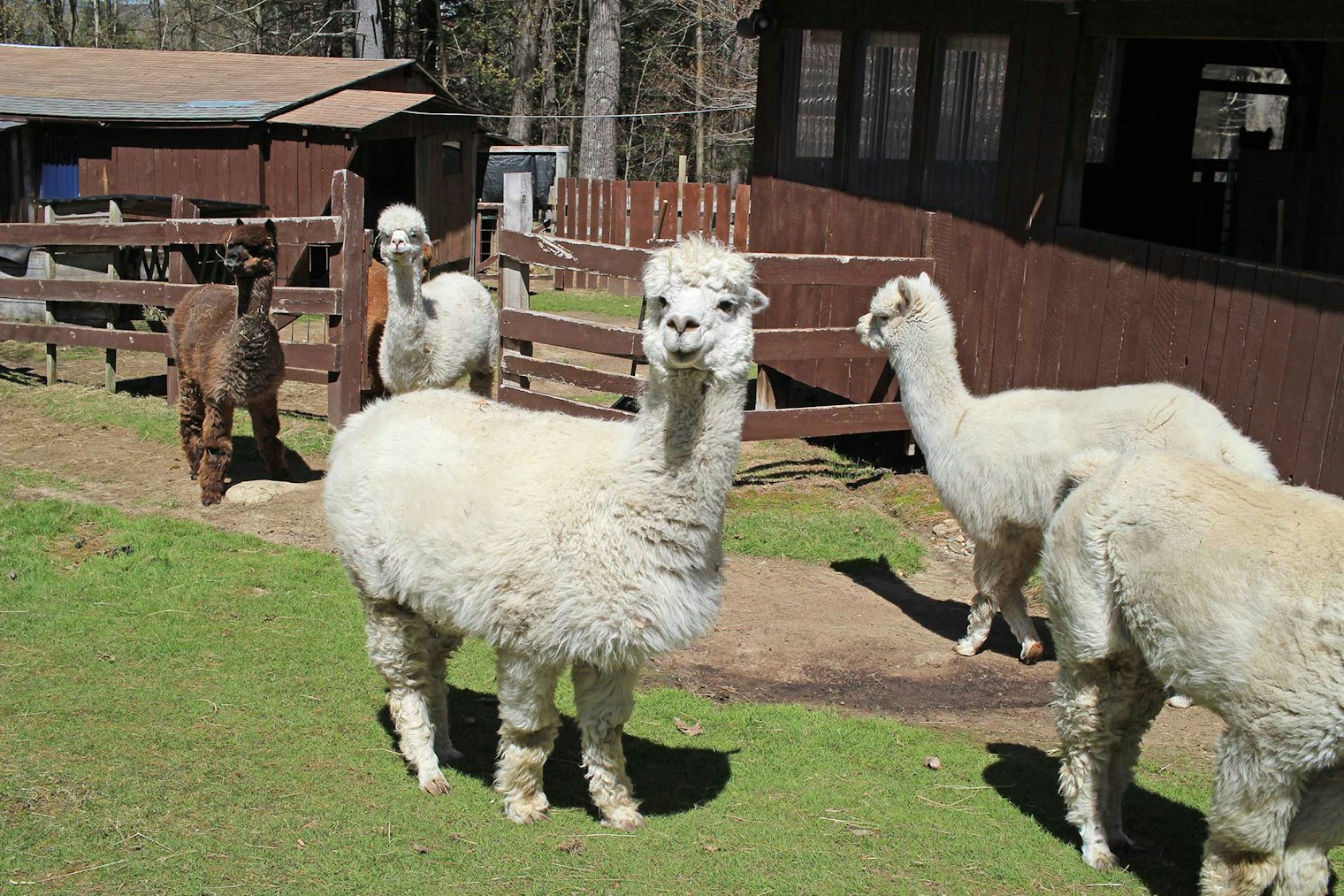 The alpacas at Whispering Winds Alpaca Farm were a curious and friendly bunch.