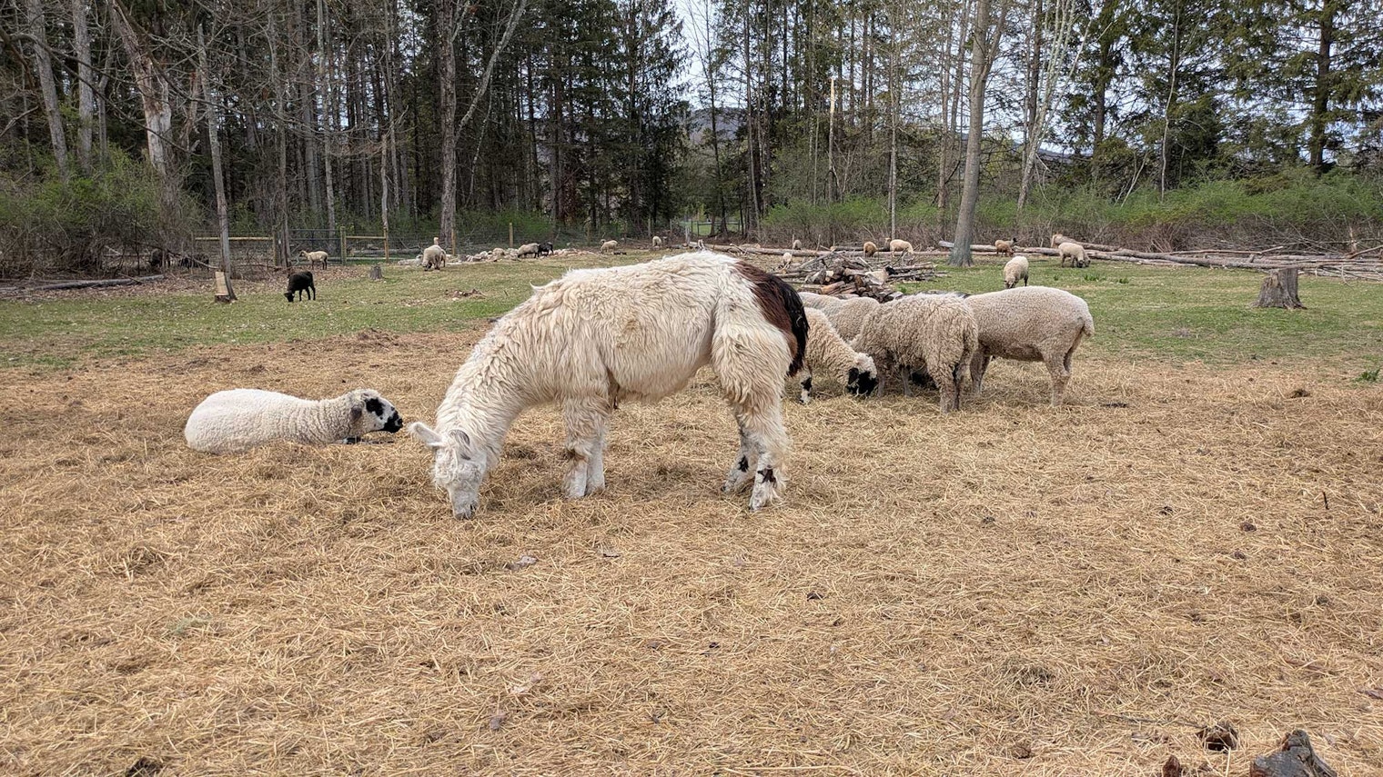 Wing & A Prayers Farm, where heritage sheep, alpacas, and goats roam.
