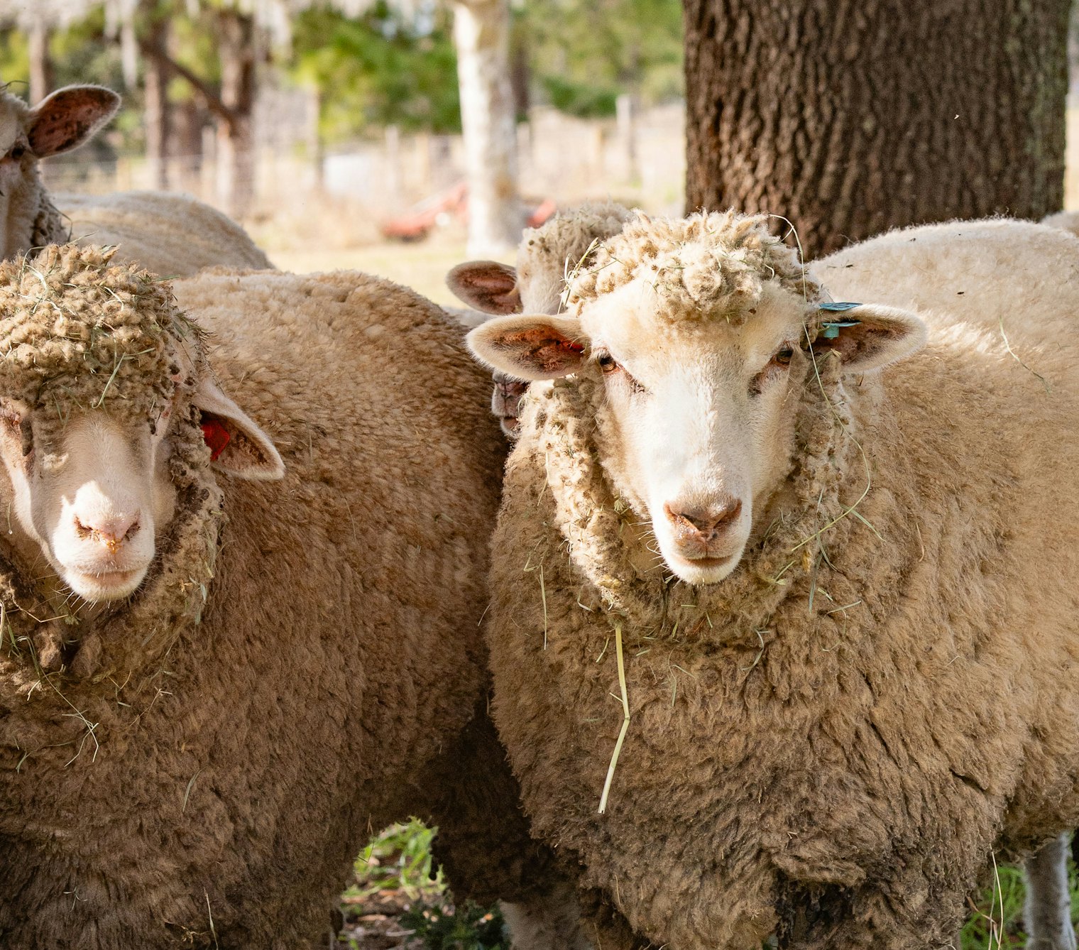 Notice the Merino sheep on the left has the red ear tag and the Florino sheep on the right has the blue ear tag. Photo by Gale Zucker