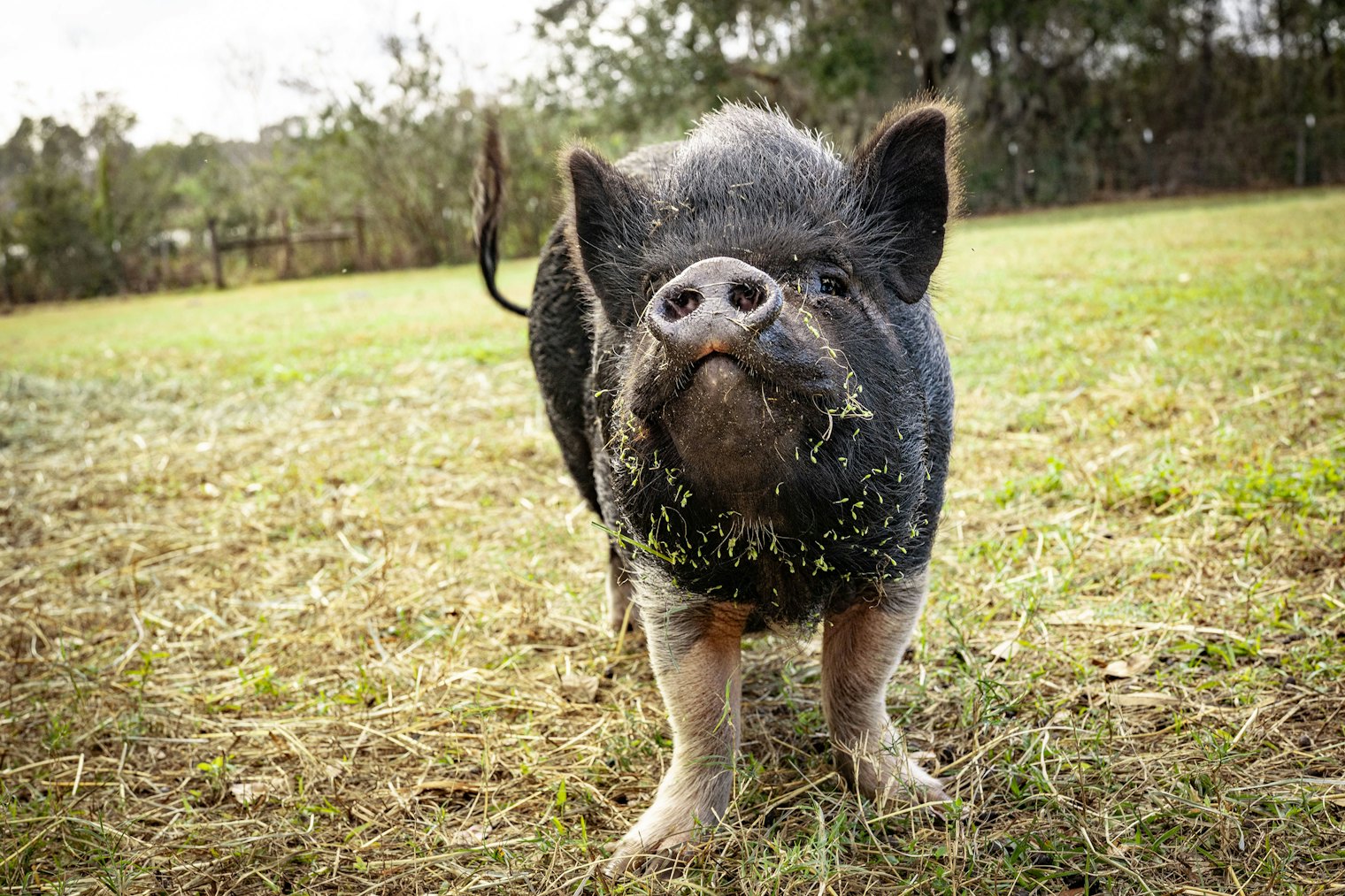 Lizzie the pig gave us a grin before heading back out to the other pasture. Photo by Gale Zucker