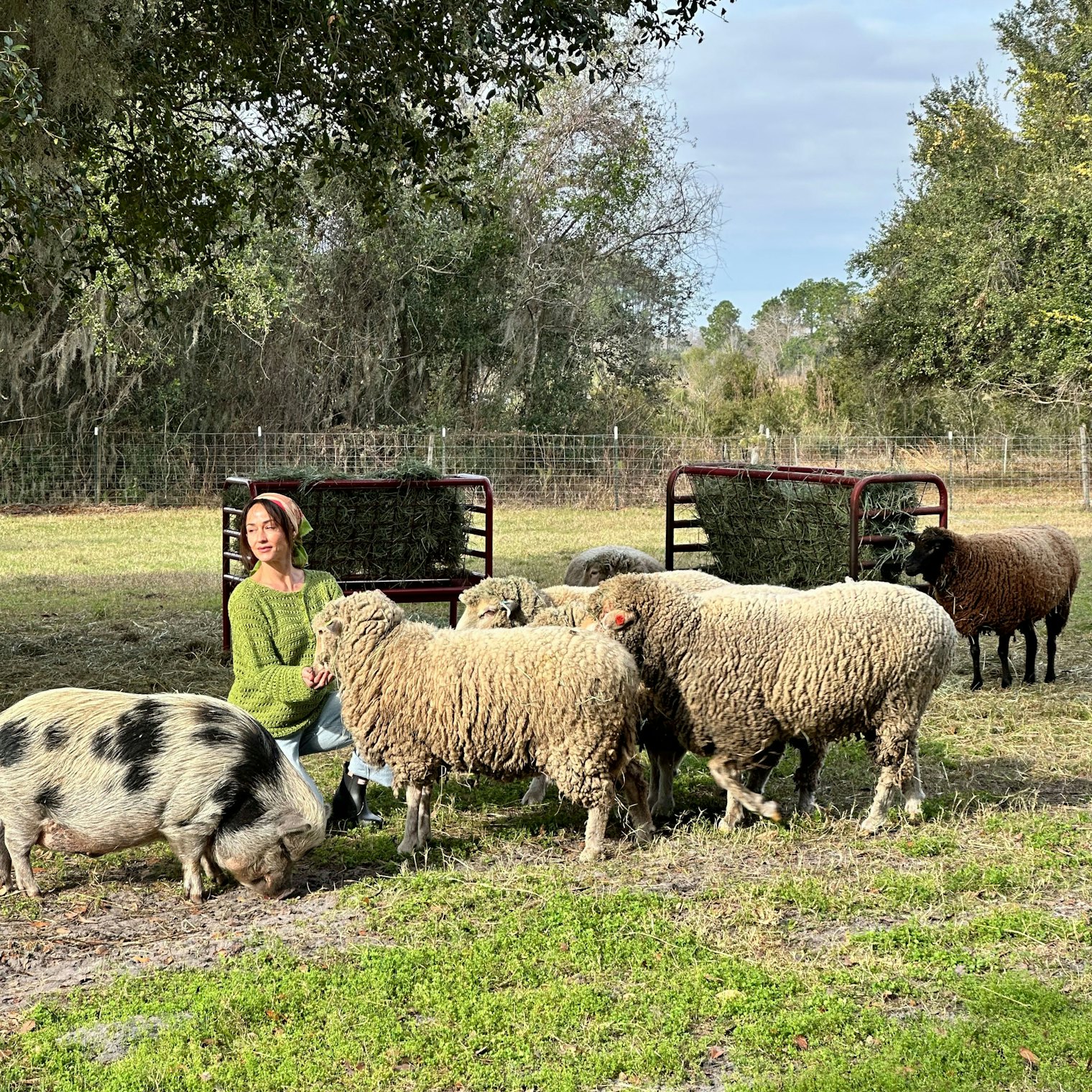 Howie the pig and the flock, including Pepper in the background, are hanging with our model Dawn.