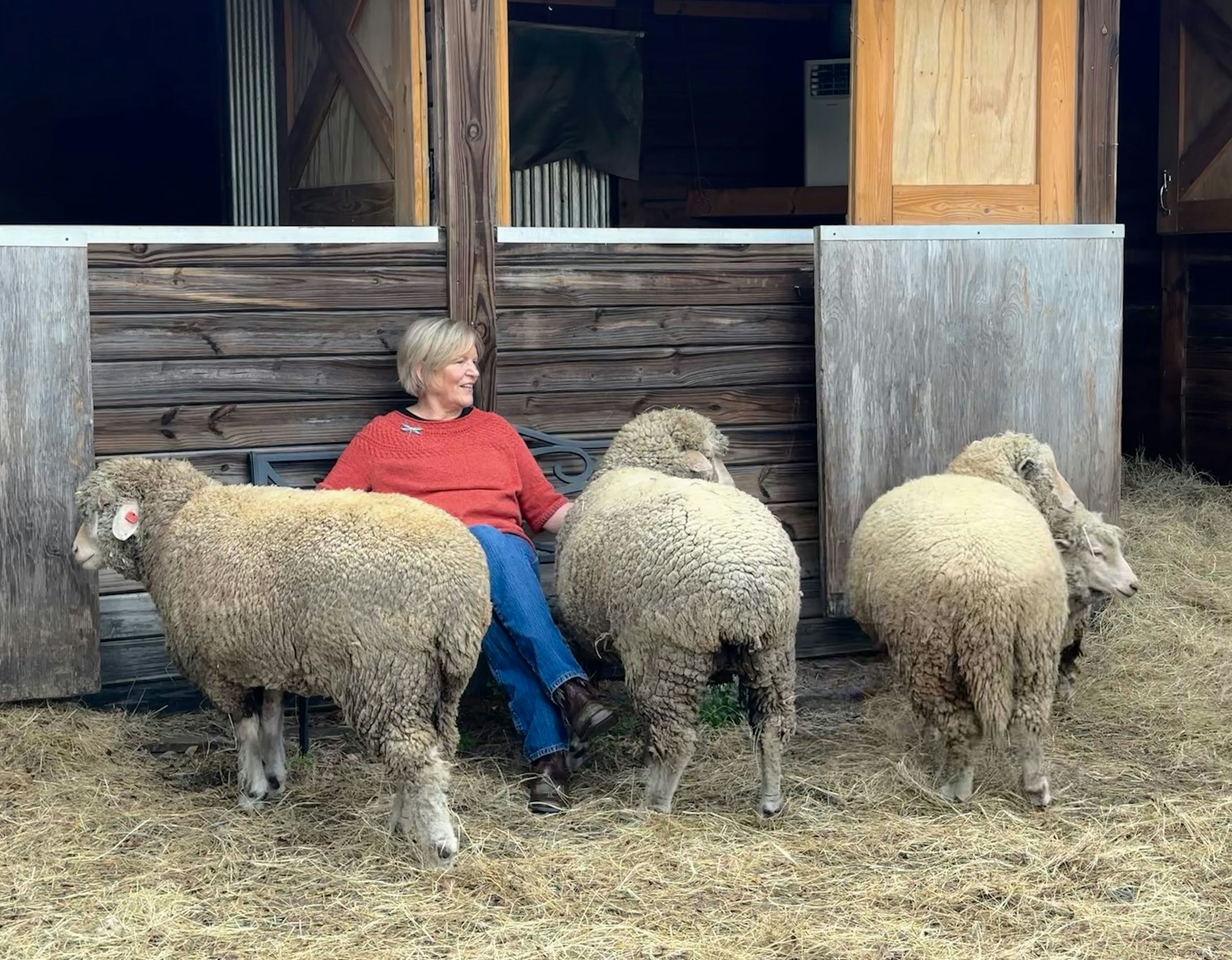 The sheep adored Imke and were content to be by her side while she sat on the bench by the barn.
