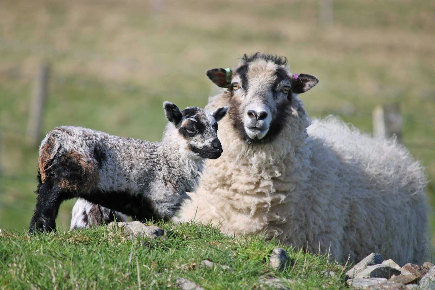 Helen keeps a small flock of Shetland sheep which are a primitive and hardy breed that live outside year round and are valued for their very fine wool.