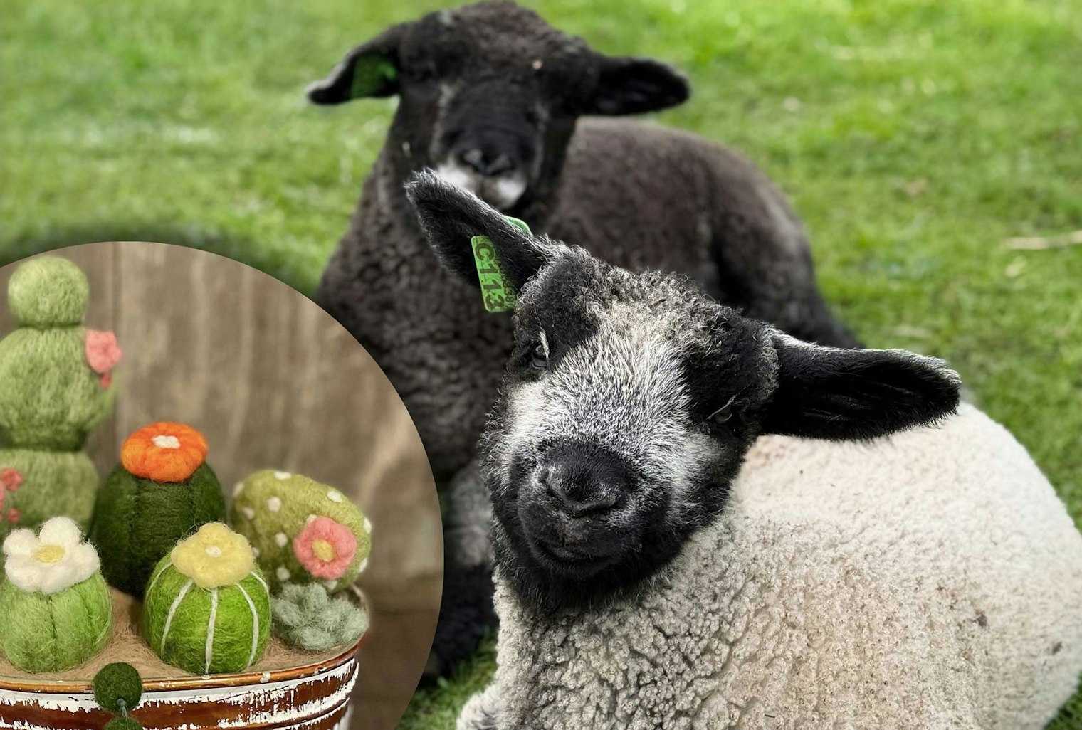 black and white lambs with felted cactus