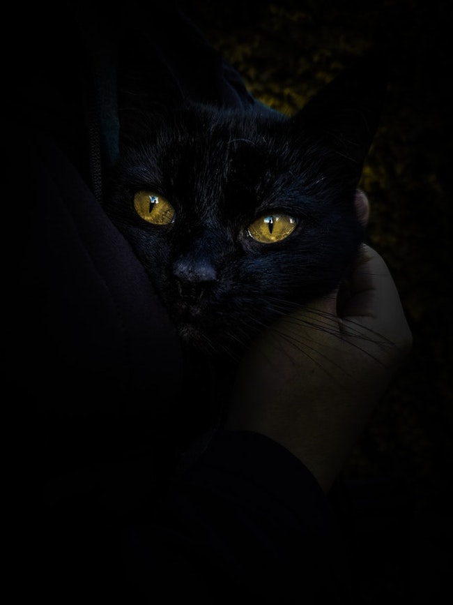 black cat