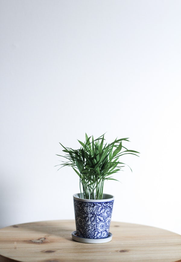 An indoor plant in a pot.