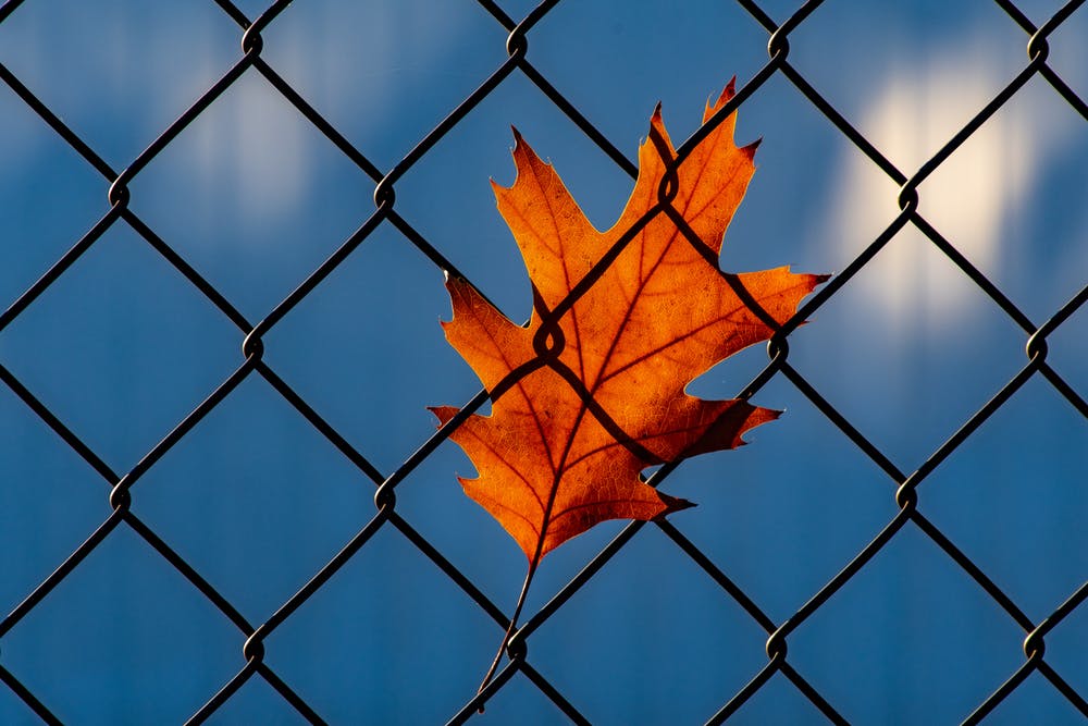 security fence with fallen leaf