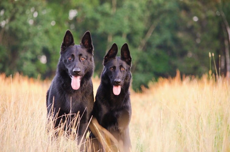 german shepherd