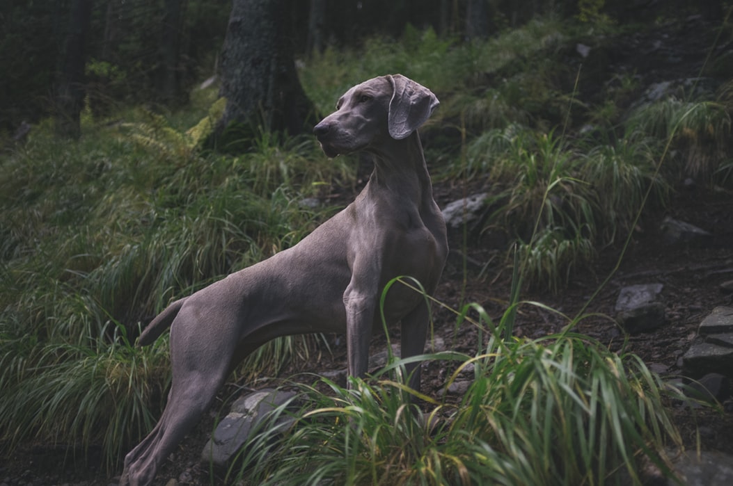 Guard Dog in Forest