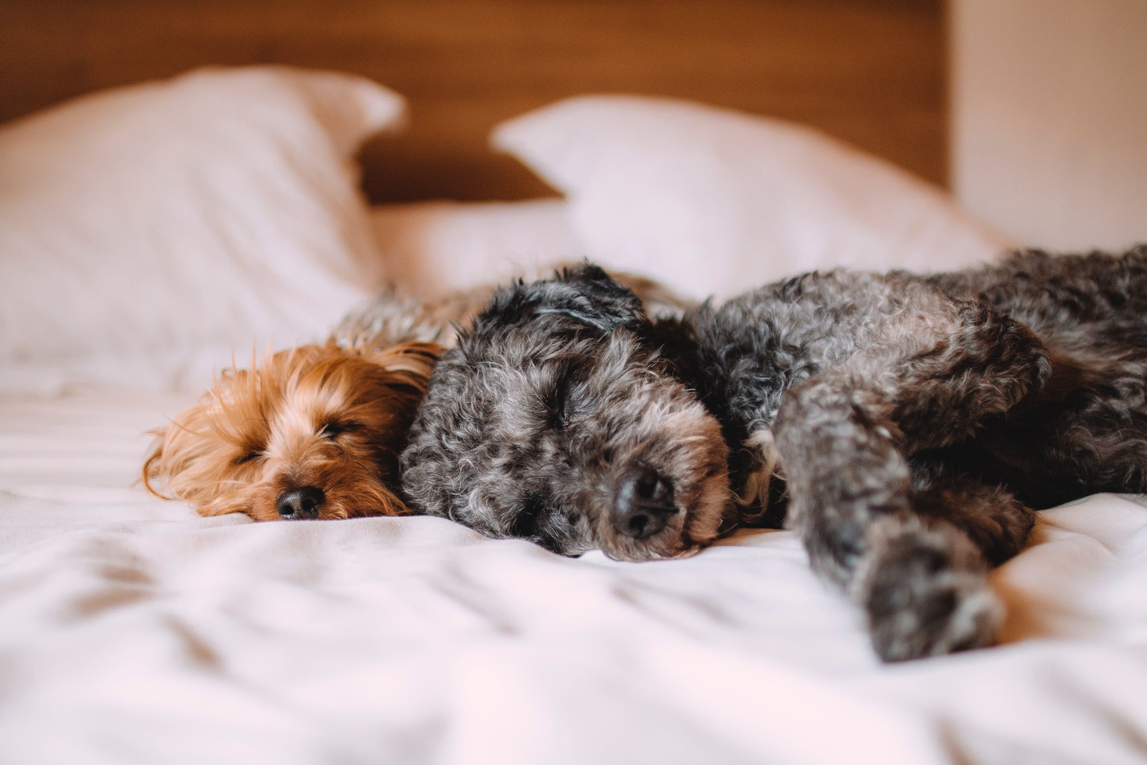 Two Dogs Resting on  a Bed