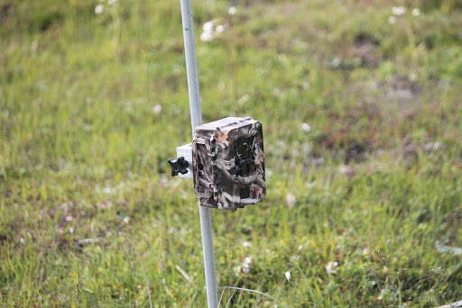A camouflaged trail camera mounted to a thin white pole with a green grassy background.