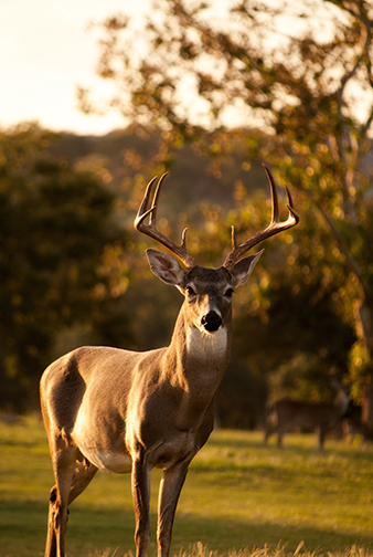 Strong looking deer stares straight at the trail camera in the light of sunset. Grass and trees in the background.