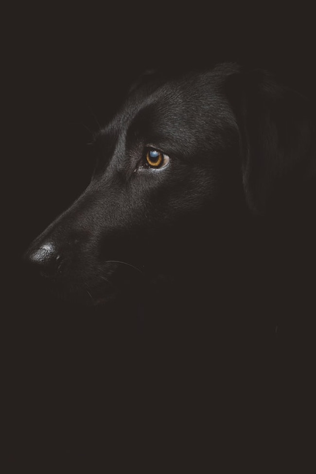 Head shot of an attentive black-furred guard dog with a black background.