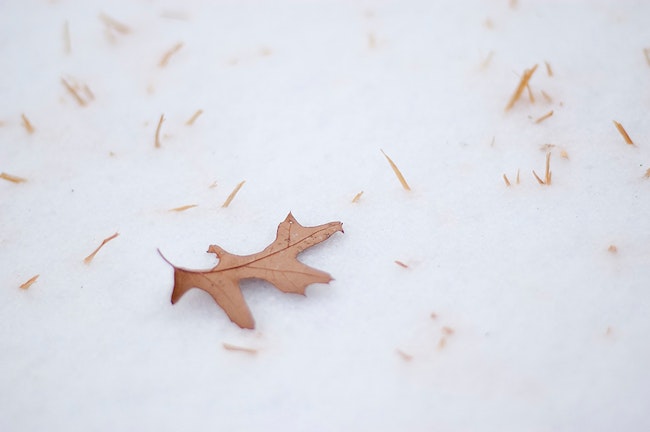 Brown leaf on white snow.