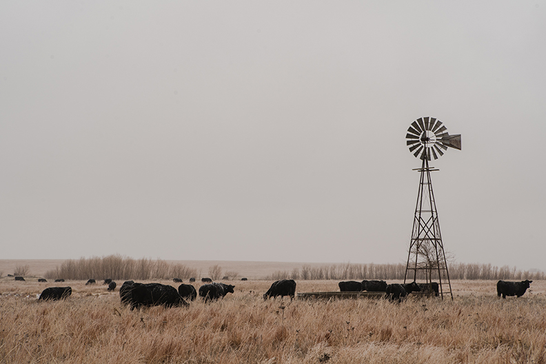 Cows and a windmill in Kansas