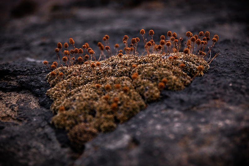Red mold growing on rock surface