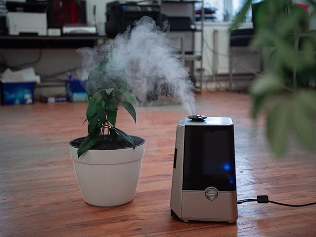 A dehumidifier and a plant.