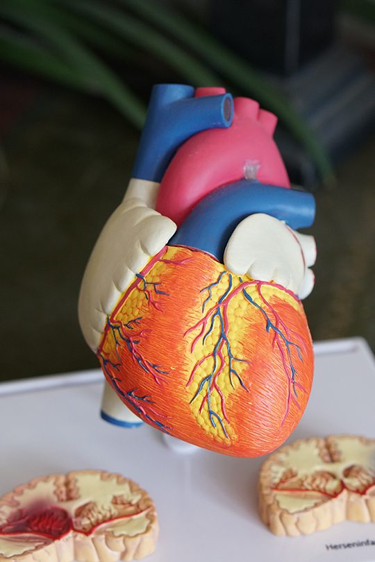 multicolored plastic heart model on a table with other organ models