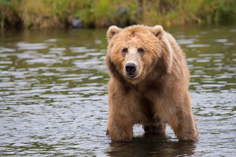 Bear in River ready to get bear sprayed if it attacks