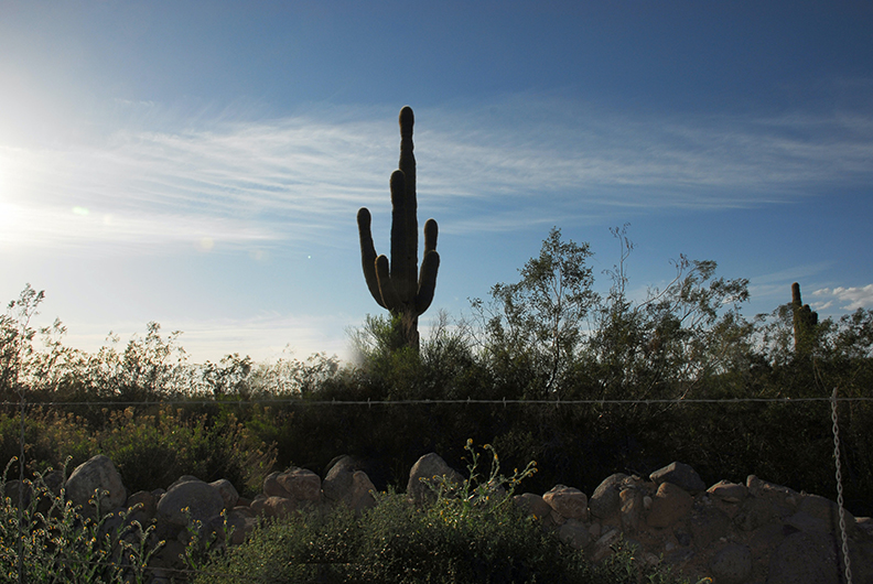 Phoenix Arizona Wilderness with barbed wire fence and cactus