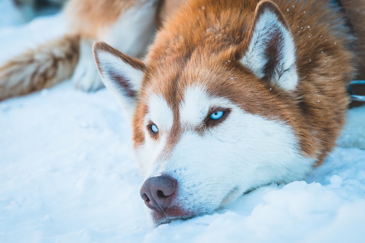 Husky Guard Dog