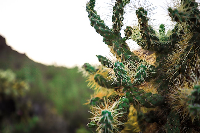 Tucson Arizona Cactus