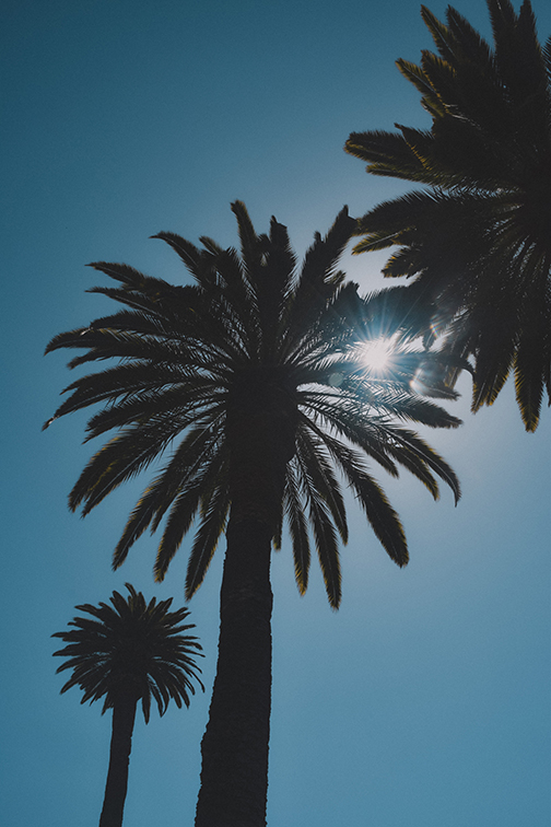 Palm Tree Silhouette