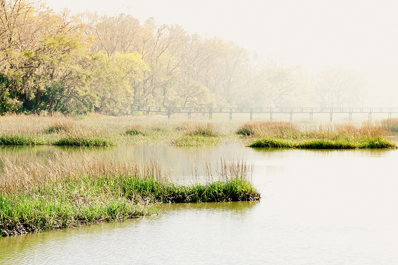South Carolina Swamp