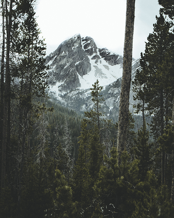 Idaho Forest With Mountains