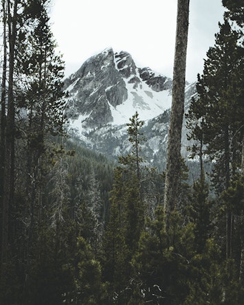Idaho Forest With Mountains